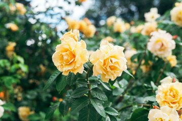 Dolce Vita yellow Rose Bush in garden