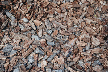 brown bark oak texture