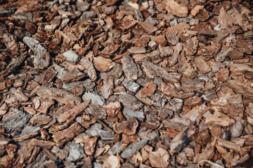 brown bark oak texture