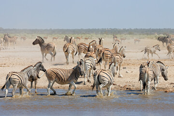 Fototapeta na wymiar Plains zebras (Equus burchelli) at a waterhole, Etosha National Park, Namibia.