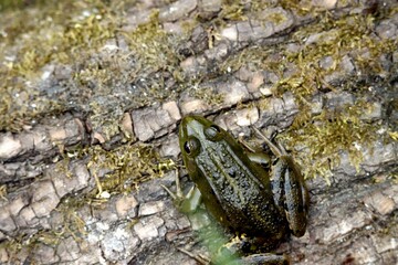 grenouille