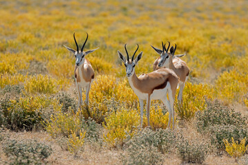 Springbok antelopes (Antidorcas marsupialis) in natural habitat, Etosha National Park, Namibia. - obrazy, fototapety, plakaty