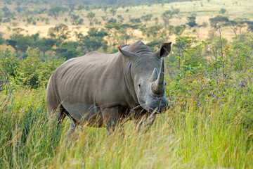 Endangered white rhinoceros (Ceratotherium simum) in natural habitat, South Africa.