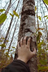 Nothofagus obliqua, roble pellín, mano de persona tocando el tronco de árbol hualle con hojas verdes , en un bosque nativo con cielos nublados