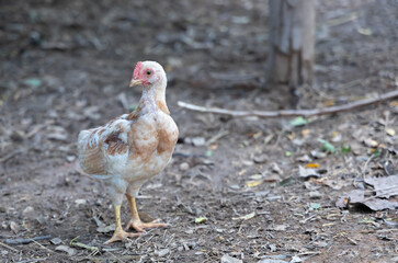 chicken standing on the ground