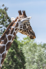 Giraffe in Amsterdam Artis Zoo. Amsterdam Artis Zoo is oldest zoo in the country. Amsterdam, the Netherlands.