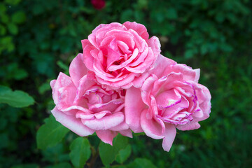 
Pink rose close-up in the garden and dew drops.