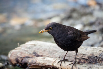 The common blackbird (Turdus merula) is a species of true thrush. It is also called the Eurasian blackbird 