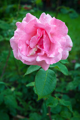 
Pink rose close-up in the garden and dew drops.