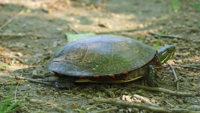 Painted turtle hiding in the shadow at the hot day. Most widespread native turtle of North America. Stouffville Conservation Area and Reservoir in Toronto, Ontario, Canada.