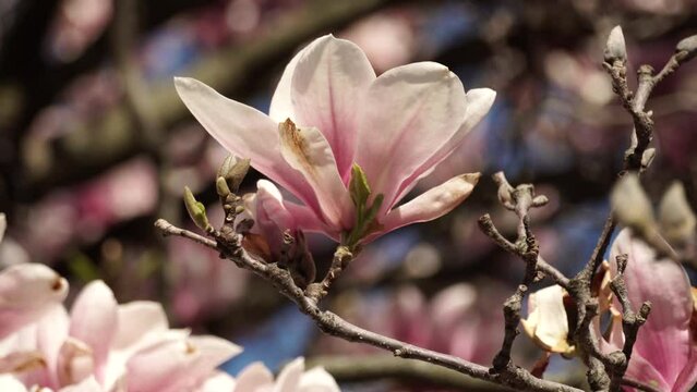 Magnolia blossom tree twigs with flower petals in the end of spring at breeze. Close up shot of branches with pink open blooming heads in the park garden at sunny almost summer day.
