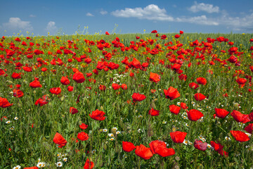 Red poppies on a wheat field in the Kuban.