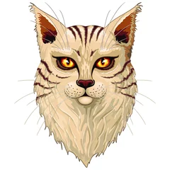 Photo sur Plexiglas Dessiner Cat Main Coon Portrait avec de grands yeux orange illustration d& 39 art graphique vectoriel isolé sur blanc.
