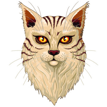 Cat Main Coon Portrait with big orange eyes vector graphic art illustration isolated on white.
