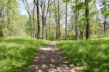 Fototapeta premium The empty hiking trail in the woods on a sunny day.