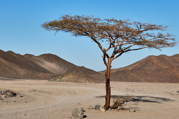 travel in the desert, a girl in a fiery heart