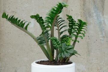 A houseplant. Zamiokulkas Zenzi, a dwarf species. The tropical plant is located in a round-shaped...