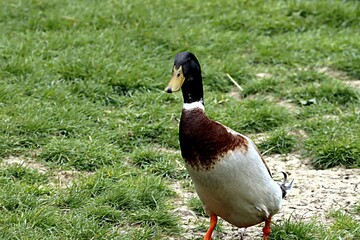 canard