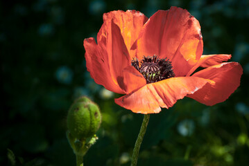 red poppy flower