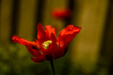 A poppy