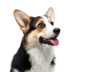 corgi dog looking up studio