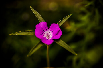 Pink flower