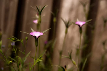 Foto auf Alu-Dibond Flowers like small lights © kathrine