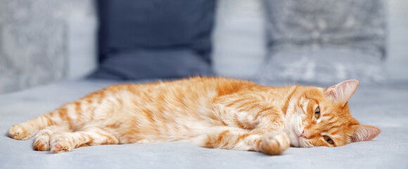 Ginger cat lying on the bed and doze. Shallow focus. Copyspace.