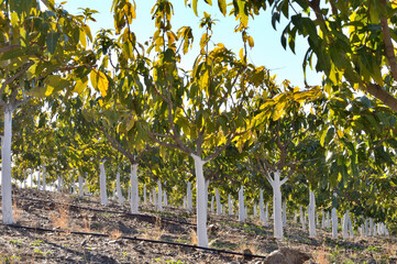 Mango trees in a plantation