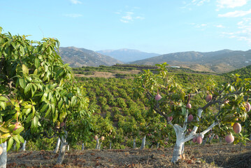 Plantation of mango fruit trees with trees full of mango fruit