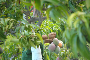 Collecting mango fruit in the harvest of mango fruit