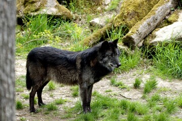 Fototapeta premium loup