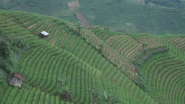 Terasering Panyaweuyan Majalengka West Java - Hilltop Viewpoint Overlooking Agricultural Terraces, Forest Covered Hills and Volcanic Mount Ciremai