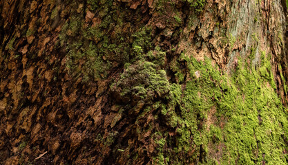 Tree Bark with moss. Close up background. British Columbia, Canada.