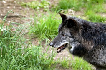 Fototapeta premium loup