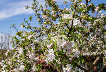 Apple blossom in spring, beautiful flowers on a branch of an apple tree against the background of a blurred garden
