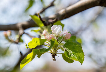 Apple blossom in spring, beautiful flowers on a branch of an apple tree against the background of a blurred garden