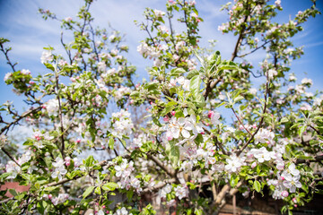 Fototapeta na wymiar Apple blossom in spring, beautiful flowers on a branch of an apple tree against the background of a blurred garden