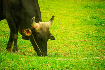 The cow is eating grass in the fertile green fields.