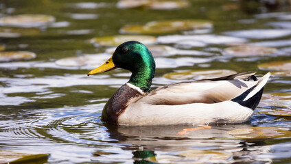 Duck swimming in water. Sunny Day. Deer Lake, Burnaby, Vancouver, BC, Canada.