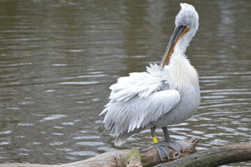 Animal zoo girafe elephant 