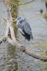 Animal zoo girafe elephant 