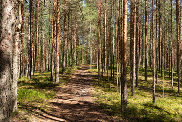 Path in a pine forest bathed in sunlight
