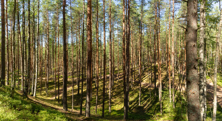 Panorama of a summer pine forest flooded with sun