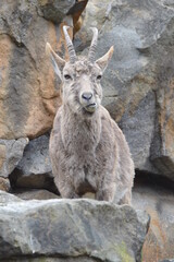 Animal zoo girafe elephant 