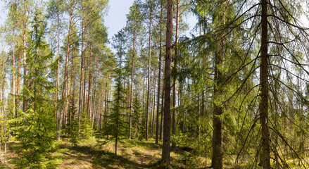 Panorama of a summer pine and spruce forest flooded with sun