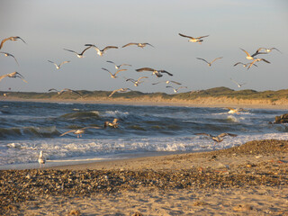 Meeresvögel am Strand im Abendlicht, Fischerhafen Vorupør, Wellen schlagen an den Strand, Jütland, Dänemark
