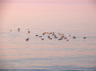 Meeresvögel am Strand im Abendlicht, Fischerhafen Vorupør, Wellen schlagen an den Strand, Jütland, Dänemark