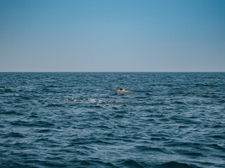 Jumping Ray in Baja California, Mexico