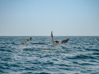 Fototapeta premium 2 Jumping Rays in Baja California, Mexico